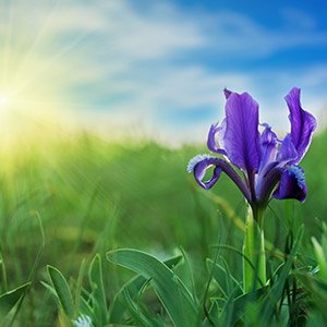 Wild Iris Flower with a sunset behind.