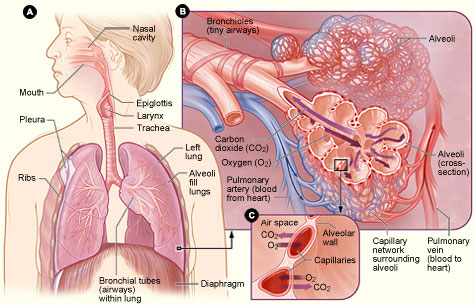 Illustration of the respiratory system, including airways and the structure of the lungs.