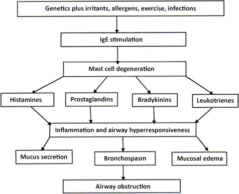 Cascade of elements leading to airway obstruction, asthma