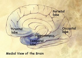 Damaged areas in the brain during mid-stage AD