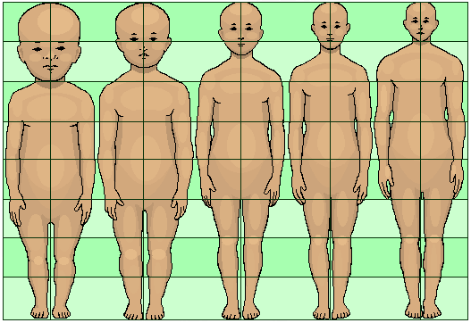 Infant head size in proportion to body as compared to an adult