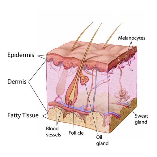 Illustration showing epidermis and dermis layers of the skin