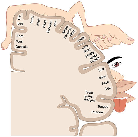 Primary somatosensory cortex of the brain, with homunculus