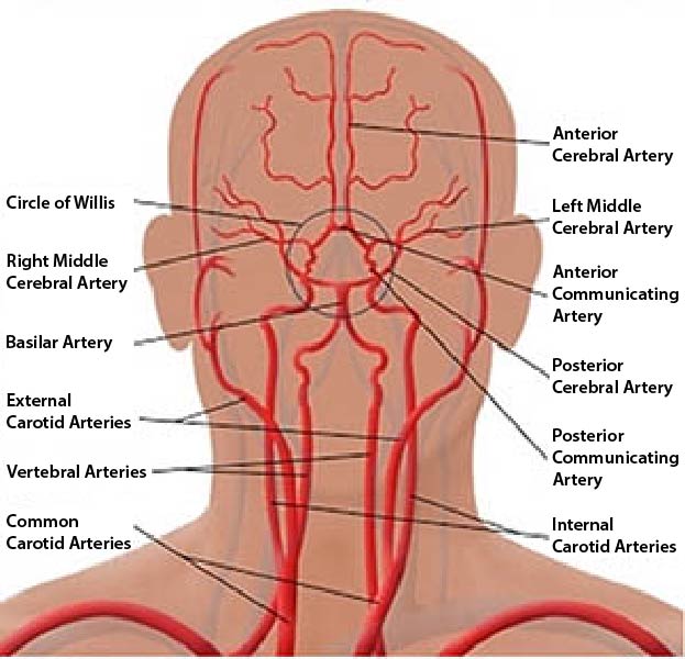 Illustration showing the cerebral vascular system.