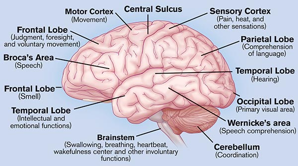 Functional anatomy of the brain