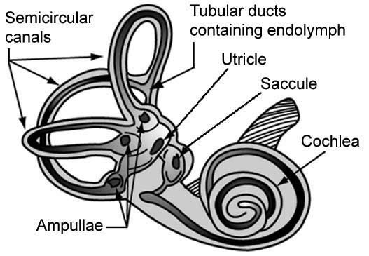 Inner ear structure and system provides sensory information on balance, equilibrium, and motion