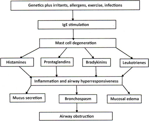 Cascade of elements leading to airway obstruction, asthma.