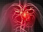 Drawing of x-ray torso showing red heart and blood veins and cardiac arteries