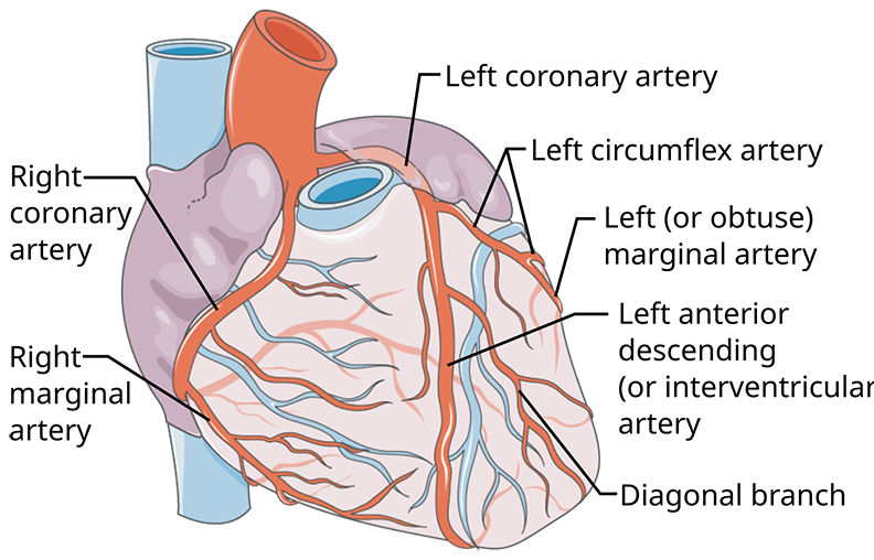 Diagram of the heart and coronary arteries