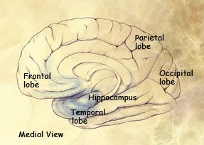 Damaged areas in the brain during early-stage AD