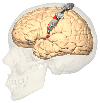 Primary somatosensory cortex of the brain, with homunculus