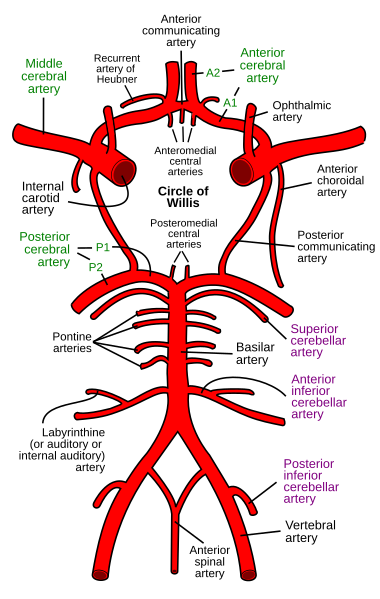 A labelled diagram showing the major arteries of the brain and the brain stem (inferior view).