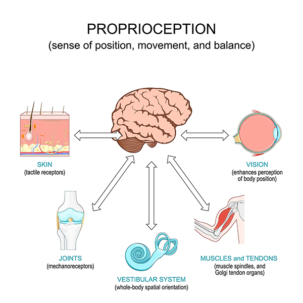 Graphic depiction of proprioception in skin, joints, muscles and tendons, vision, and vestibular system.