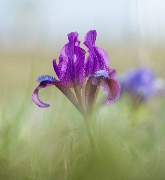 Wild Iris Flower in a field