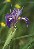 wild iris photo